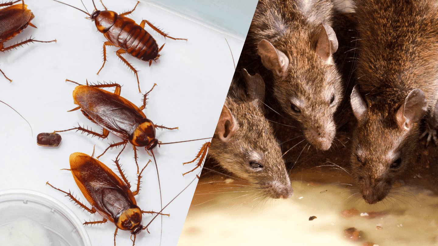 Controle de Baratas e Ratos